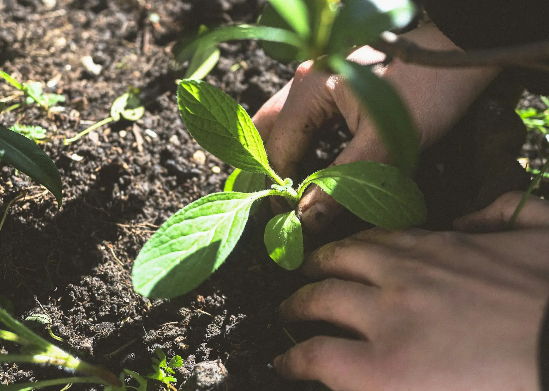 Manos sembrando una planta joven como símbolo de crecimiento y esperanza